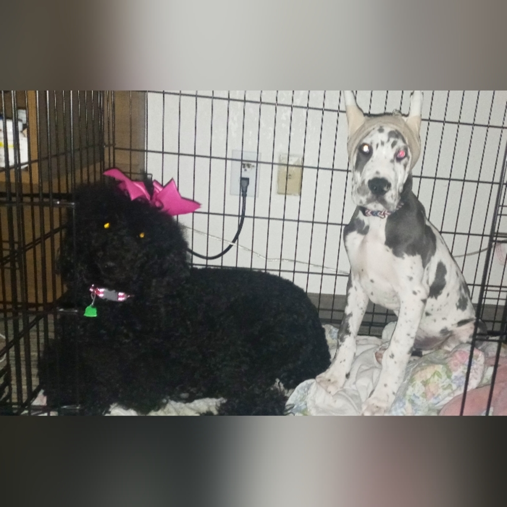 Meet your Posher, Stacey adele.... Babette (standard poodle) Nanook (Great Dane)